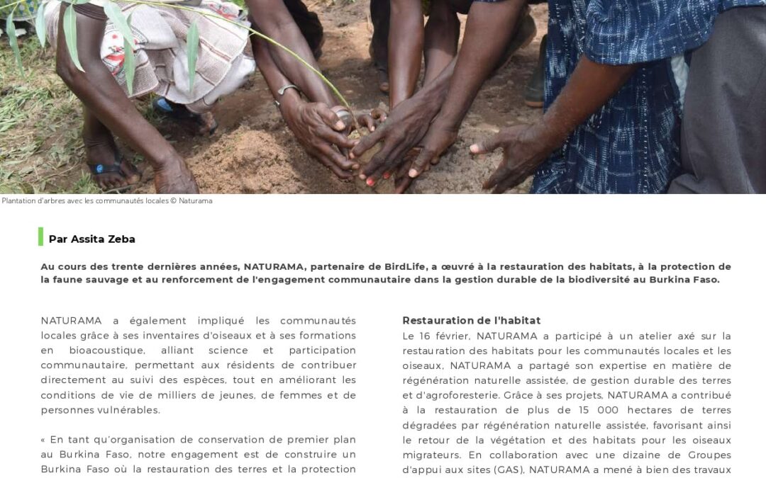 Le premier numéro du bulletin d&rsquo;information de BirdLife International Africa de l&rsquo;année 2026 est désormais disponible